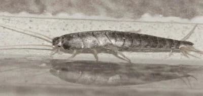 كيفية التخلص من السمكة الفضية