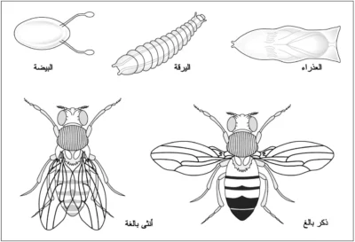 مراحل تكوين الذبابة